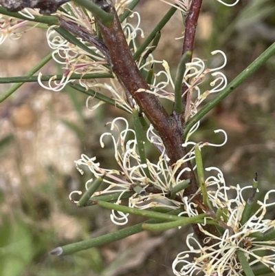 Hakea microcarpa (Small-fruit Hakea) at Lower Cotter Catchment - 29 Nov 2021 by JaneR
