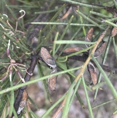 Hakea microcarpa at Cotter River, ACT - 29 Nov 2021