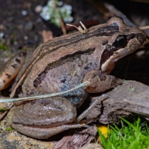 Limnodynastes peronii at Evatt, ACT - suppressed