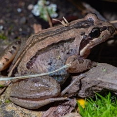 Limnodynastes peronii (Brown-striped Frog) at Evatt, ACT - 29 Nov 2021 by DW