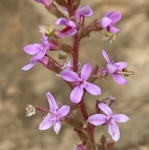 Stylidium armeria subsp. armeria at Cotter River, ACT - 29 Nov 2021