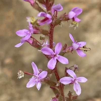 Stylidium armeria subsp. armeria (Trigger Plant) at Cotter River, ACT - 29 Nov 2021 by JaneR