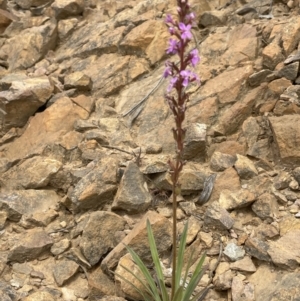 Stylidium armeria subsp. armeria at Cotter River, ACT - 29 Nov 2021