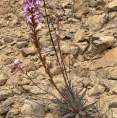 Stylidium armeria subsp. armeria at Cotter River, ACT - 29 Nov 2021