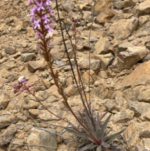 Stylidium armeria subsp. armeria at Cotter River, ACT - 29 Nov 2021