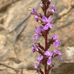 Stylidium armeria subsp. armeria at Cotter River, ACT - 29 Nov 2021