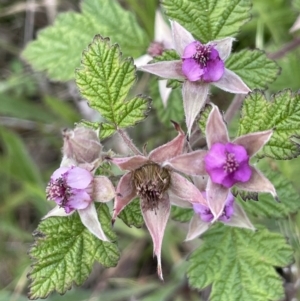 Rubus parvifolius at Cotter River, ACT - 29 Nov 2021