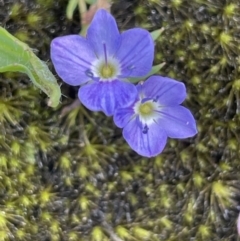 Veronica gracilis (Slender Speedwell) at Lower Cotter Catchment - 29 Nov 2021 by JaneR
