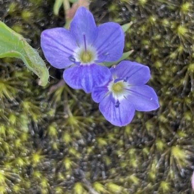 Veronica gracilis (Slender Speedwell) at Cotter River, ACT - 29 Nov 2021 by JaneR