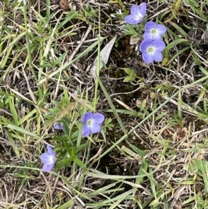 Veronica gracilis at Cotter River, ACT - 29 Nov 2021