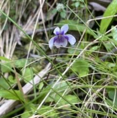 Viola hederacea (Ivy-leaved Violet) at Cotter River, ACT - 29 Nov 2021 by JaneR