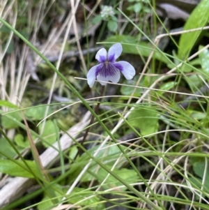 Viola hederacea at Cotter River, ACT - 29 Nov 2021