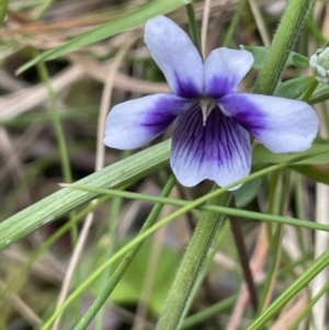 Viola hederacea at Cotter River, ACT - 29 Nov 2021