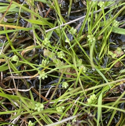 Isolepis gaudichaudiana (Benambra Club-sedge) at Cotter River, ACT - 29 Nov 2021 by JaneR