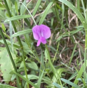 Vicia sativa at Cotter River, ACT - 29 Nov 2021