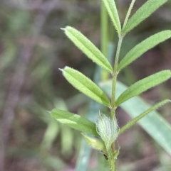 Vicia sativa at Cotter River, ACT - 29 Nov 2021 04:31 PM