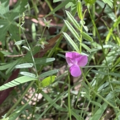 Vicia sativa at Cotter River, ACT - 29 Nov 2021