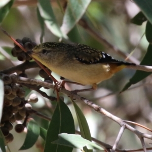 Pardalotus punctatus at Acton, ACT - 29 Nov 2021