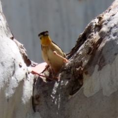 Pardalotus punctatus at Acton, ACT - 29 Nov 2021