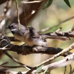 Rhipidura albiscapa (Grey Fantail) at ANBG - 29 Nov 2021 by RodDeb