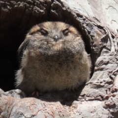 Aegotheles cristatus (Australian Owlet-nightjar) at ANBG - 29 Nov 2021 by RodDeb