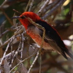 Myzomela sanguinolenta (Scarlet Honeyeater) at Acton, ACT - 29 Nov 2021 by RodDeb