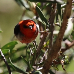 Myzomela sanguinolenta at Acton, ACT - 29 Nov 2021