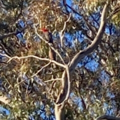 Callocephalon fimbriatum (Gang-gang Cockatoo) at Garran, ACT - 29 Nov 2021 by ianmigdale