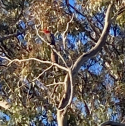 Callocephalon fimbriatum (Gang-gang Cockatoo) at Garran, ACT - 29 Nov 2021 by ianmigdale