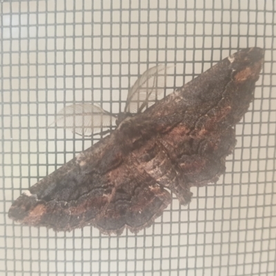 Pholodes sinistraria (Sinister or Frilled Bark Moth) at Turner, ACT - 30 Nov 2021 by LD12