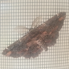 Pholodes sinistraria (Sinister or Frilled Bark Moth) at Turner, ACT - 29 Nov 2021 by LD12