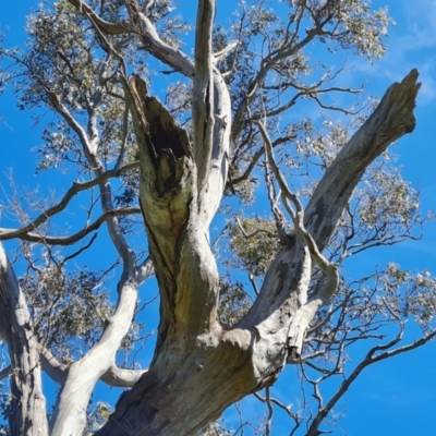 Callocephalon fimbriatum (Gang-gang Cockatoo) at GG128 - 29 Nov 2021 by Mike