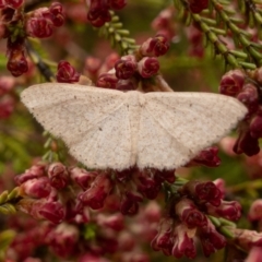 Scopula optivata (Varied Wave) at Tennent, ACT - 5 Nov 2021 by Jek