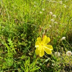 Oenothera stricta subsp. stricta (Common Evening Primrose) at O'Malley, ACT - 29 Nov 2021 by Mike