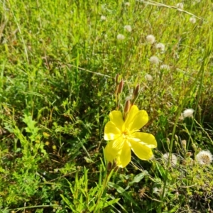 Oenothera stricta subsp. stricta at O'Malley, ACT - 30 Nov 2021