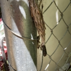 Metura elongatus at Theodore, ACT - 30 Nov 2021 11:35 AM