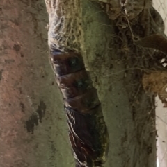 Metura elongatus at Theodore, ACT - 30 Nov 2021 11:35 AM