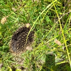 Tachyglossus aculeatus (Short-beaked Echidna) at Latham, ACT - 30 Nov 2021 by JBrickhill