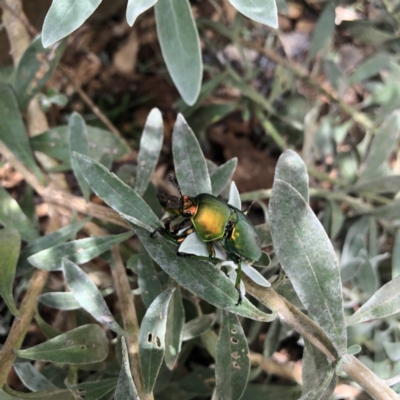 Lamprima aurata (Golden stag beetle) at Belconnen, ACT - 30 Nov 2021 by Dora