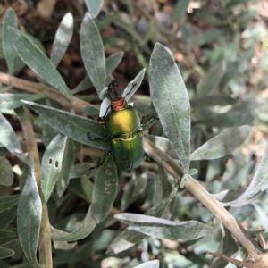 Lamprima aurata at Belconnen, ACT - 30 Nov 2021