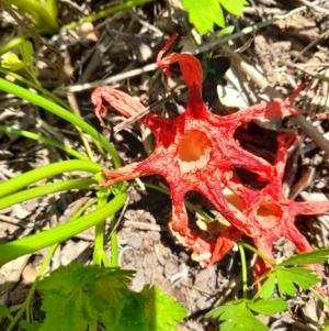 Aseroe rubra at Latham, ACT - 30 Nov 2021