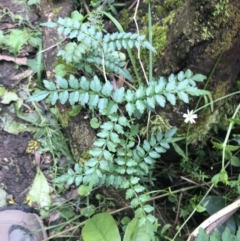 Pandorea pandorana (Wonga Wonga Vine) at Bundanoon - 14 Nov 2021 by Tapirlord