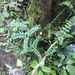 Pandorea pandorana at Bundanoon, NSW - 14 Nov 2021