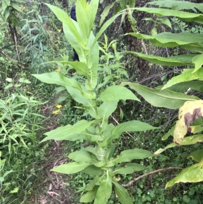 Calomeria amaranthoides (Incense Plant) at Bundanoon - 14 Nov 2021 by Tapirlord
