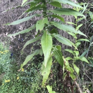 Calomeria amaranthoides at Bundanoon, NSW - 14 Nov 2021