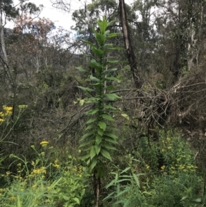 Calomeria amaranthoides at Bundanoon, NSW - 14 Nov 2021