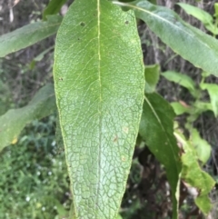 Calomeria amaranthoides at Bundanoon, NSW - 14 Nov 2021