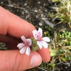 Pelargonium australe (Austral Stork's-bill) at Mount Clear, ACT - 28 Nov 2021 by NedJohnston
