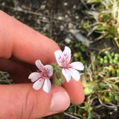 Pelargonium australe (Austral Stork's-bill) at Mount Clear, ACT - 28 Nov 2021 by NedJohnston