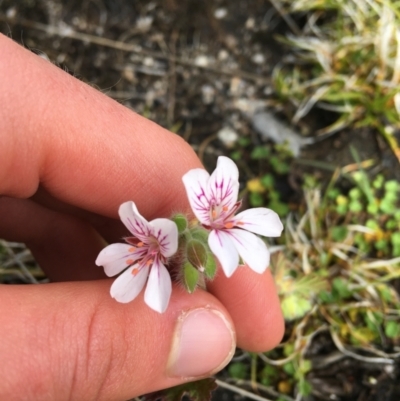 Pelargonium australe (Austral Stork's-bill) at Mount Clear, ACT - 28 Nov 2021 by Ned_Johnston